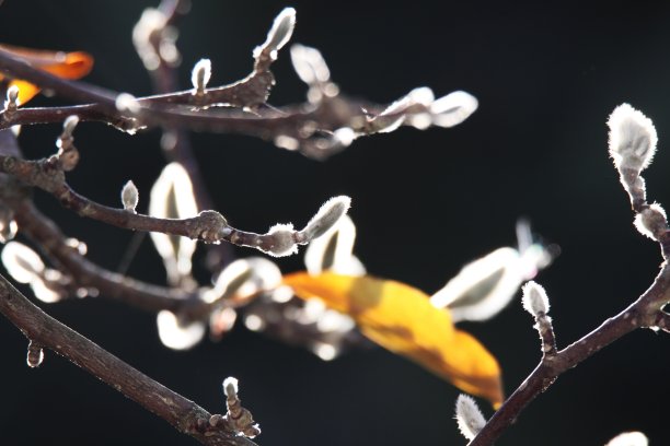 秋天的木兰树图片下载