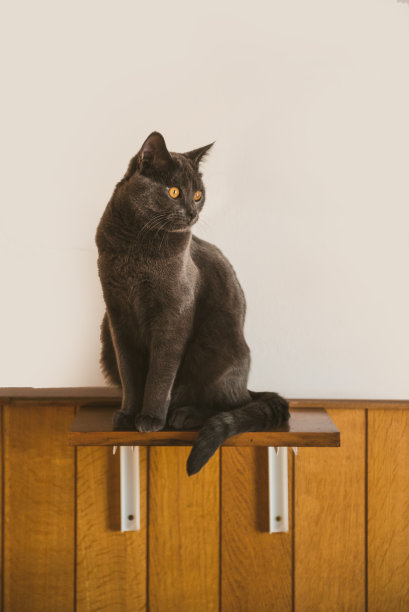 1岁的夏特鲁猫在架子上摆姿势图片下载