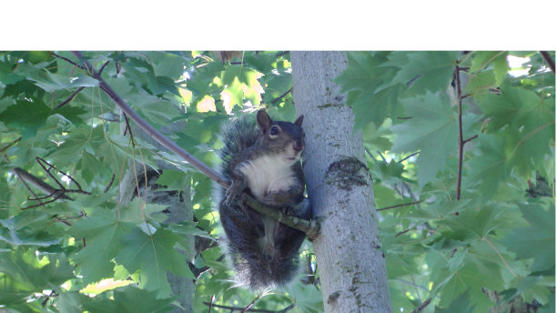 树上可爱的松鼠图片下载