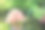 5月杜鹃花盆景树的图片，品种“日光”在东方花园与锦鲤池，具有日本元素，花岗岩灯笼，竹子，观赏草，盆景和日本枫树(槭树)图片下载