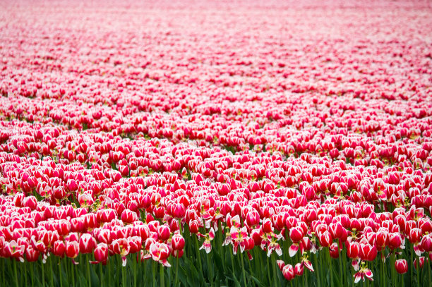 红色的花图片下载