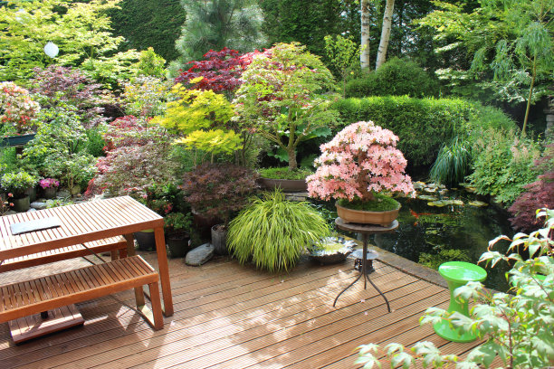 5月杜鹃花盆景树的图片，品种“日光”在东方花园与锦鲤池，具有日本元素，花岗岩灯笼，竹子，观赏草，盆景和日本枫树(槭树)图片下载