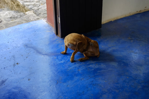 狗和蓝色的地板图片下载