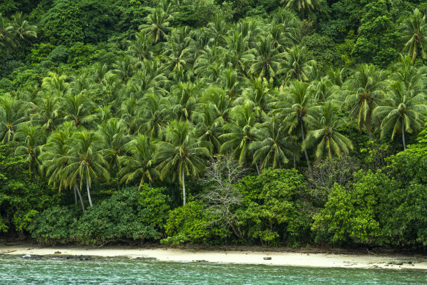 在这个美丽的天堂里有很多椰子树图片下载