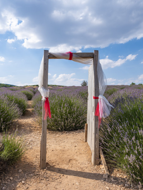 美丽的薰衣草图片下载