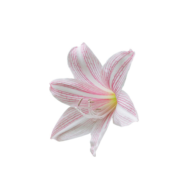 美丽的粉红色百合星形花在白色的背景上。图片下载