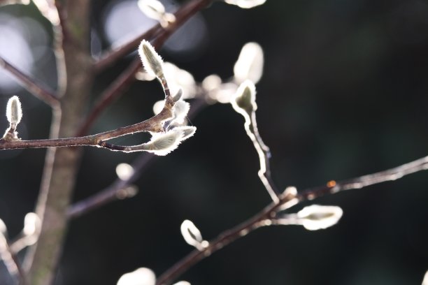 秋天的木兰树图片下载