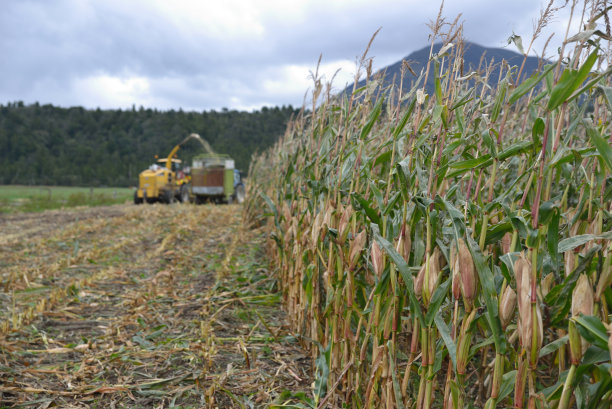 收获用于青贮的玉米图片下载