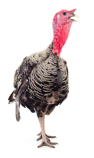 火鸡孤立。图片下载