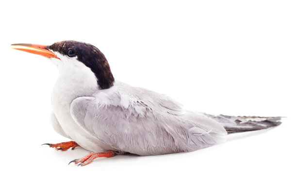 一个美丽的海鸥。图片下载