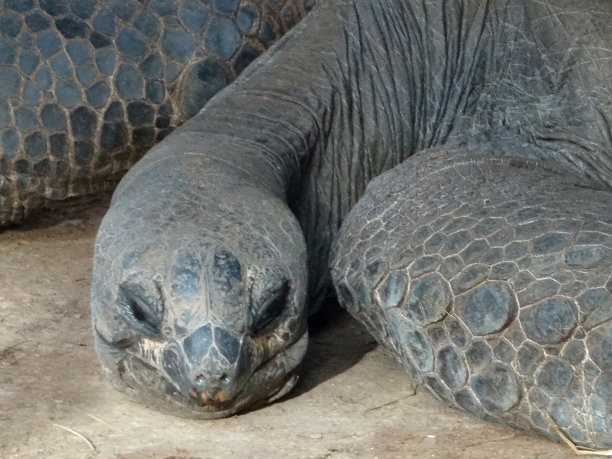 来自厄瓜多尔加拉帕戈斯群岛的巨型龟类爬行动物的特写照片，体长超过1米，有睡意的脸，长长的脖子和有鳞的腿，巨型龟在午后的阳光下睡觉，在塞舌尔发现，已经活了100多岁图片下载