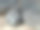 来自厄瓜多尔加拉帕戈斯群岛的巨型龟类爬行动物的特写照片，体长超过1米，有睡意的脸，长长的脖子和有鳞的腿，巨型龟在午后的阳光下睡觉，在塞舌尔发现，已经活了100多岁图片下载