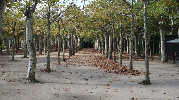 心脏,秋天图片下载