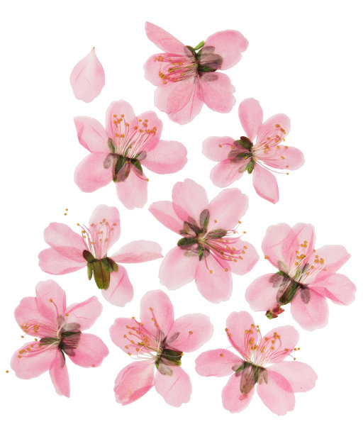 压榨和干燥的杏仁草原花。孤立在白色图片下载