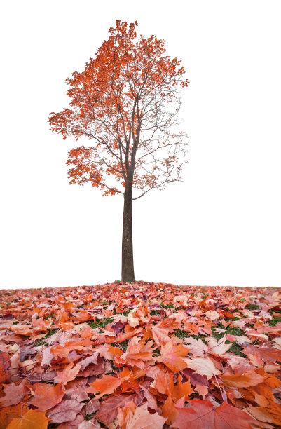 红红的秋天的枫树和草地上的叶子图片下载