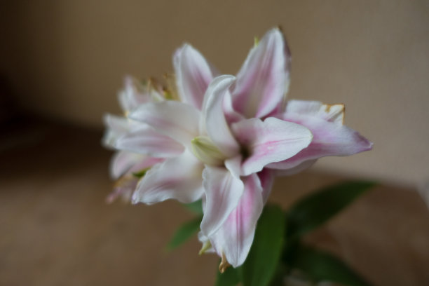 近距离观察重瓣东方百合的粉白色花图片下载