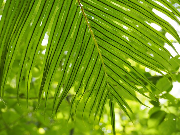 热带森林中茂盛的绿色蕨类植物的叶子图片下载