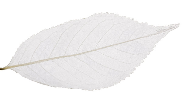 孤立的灰色樱桃树叶骨架图片下载