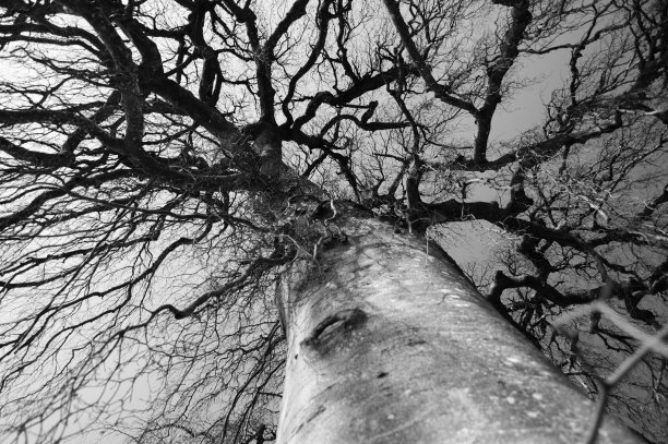 巨大的树在极端的透视与光秃秃的和多节的树枝在黑色和白色图片下载