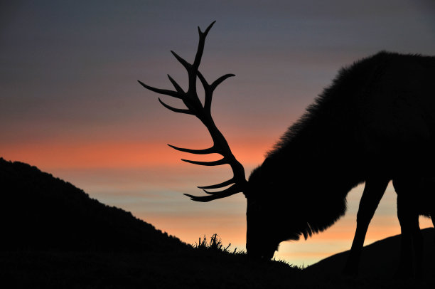 日落的牡鹿图片下载