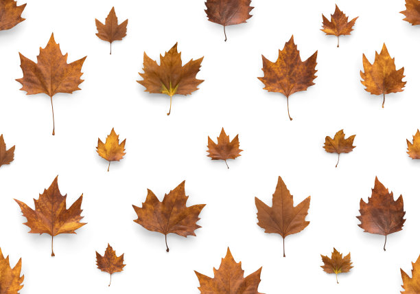 白色背景上的枫叶图片下载