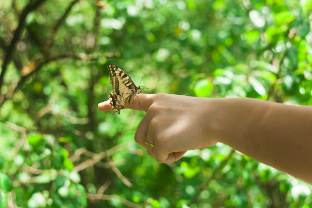 大蝴蝶在手图片下载