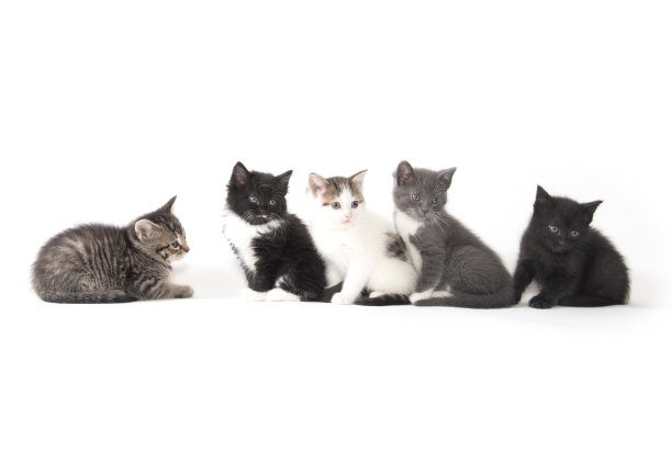 五只可爱的小猫在白色的背景上图片下载