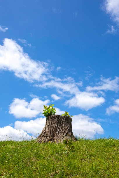 剪断的树桩又长出了新叶。环境问题的形象，如砍伐森林，二氧化碳和全球变暖。图片下载