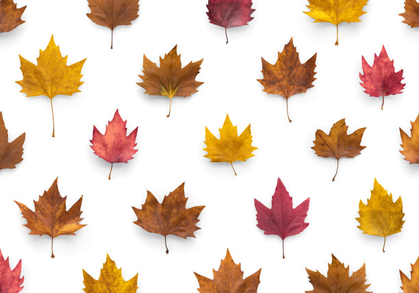 丰富多彩的秋叶图片下载