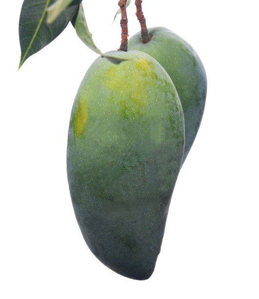白色背景上孤立的绿色芒果图片下载