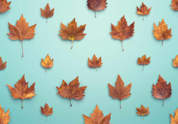 秋天的落叶图片下载