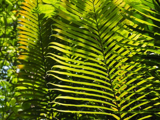热带森林中茂盛的绿色蕨类植物的叶子图片下载