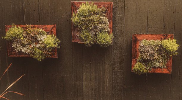 多汁墙艺术户外花园盒子三重奏的形象图片下载