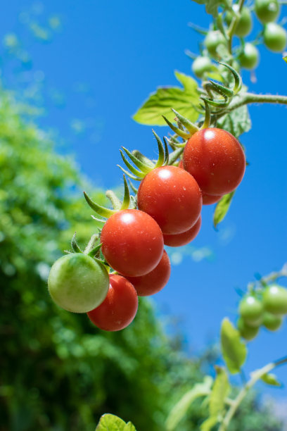 成熟的红色有机圣女果生长在藤上与蓝色的天空背景图片下载