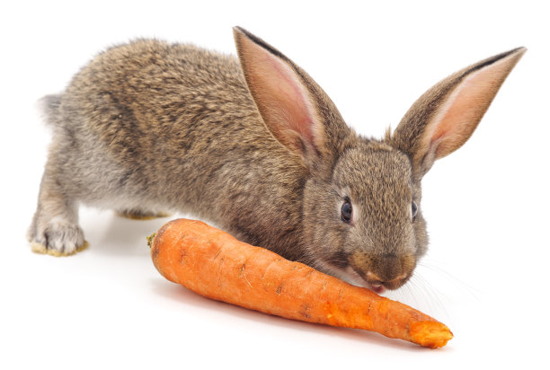 兔子和胡萝卜。图片下载