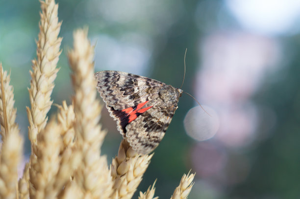 蝴蝶飞蛾的特写，在一个彩色的绿色蓝色模糊的背景的自然。微距照片Catocala sponsa图片下载