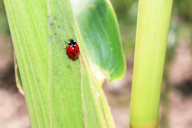 玉米叶上的瓢虫图片下载