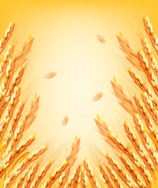 小麦穗和干燥的全谷物在黄色背景上。矢量图图片下载