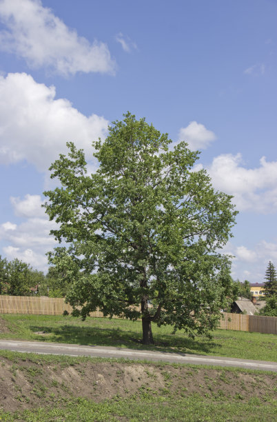 在自然光下，路边有一棵孤零零的大树图片下载