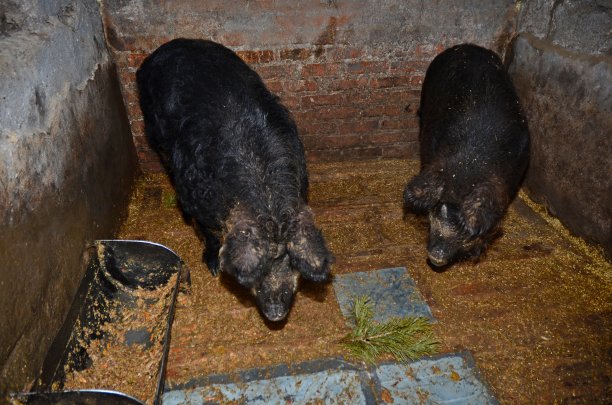 猪圈里的家猪图片下载