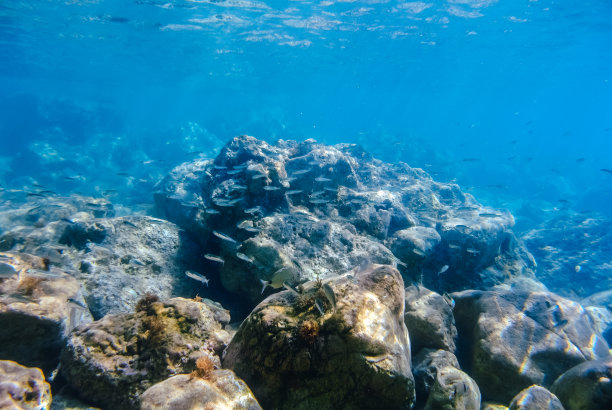 鱼群和海床图片下载