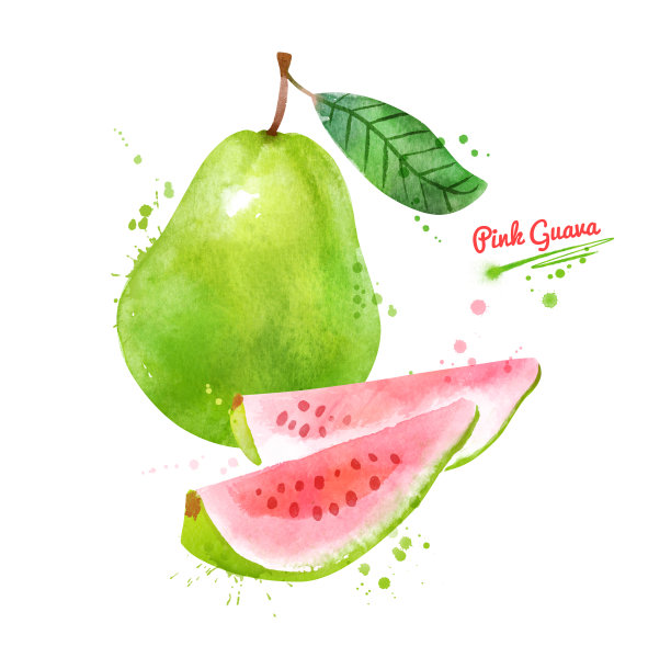 粉红番石榴水彩插图图片下载