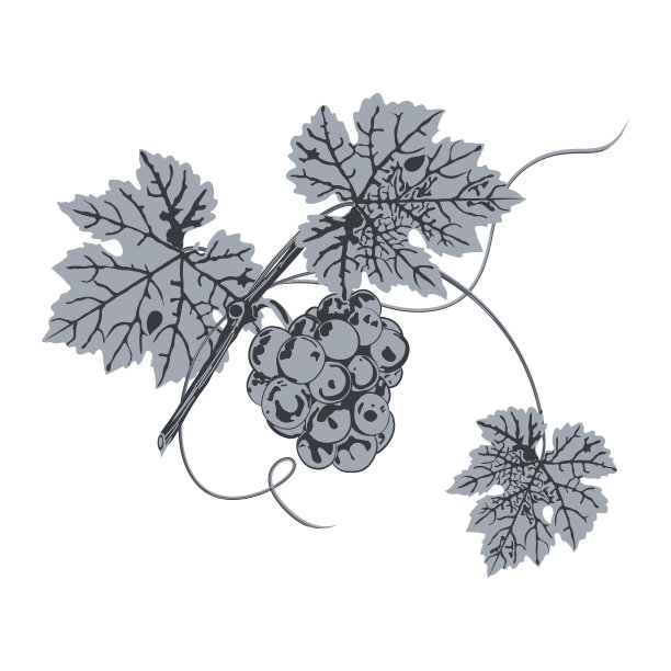 一串葡萄和叶子的剪影近距离，蓝色在白色的背景。图片下载
