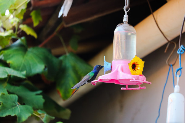 快乐美丽的小鸟图片下载