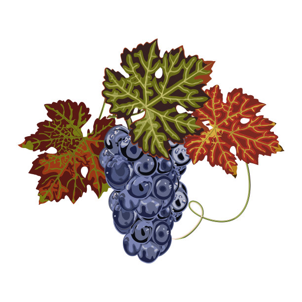 五颜六色的一串葡萄和叶子凑在一起，白色的背景。公司的标志、品牌。图片下载