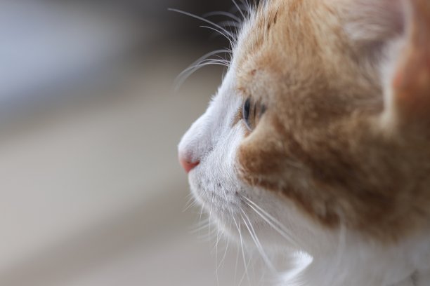 橙色的猫看图片下载