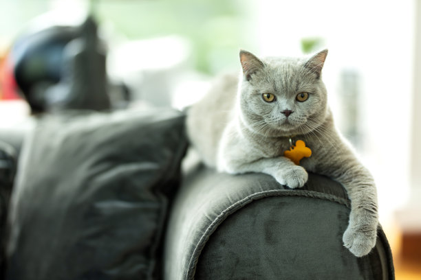 美丽的猫图片下载