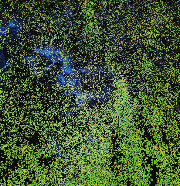 无人机视图:湖中的岛屿图片下载