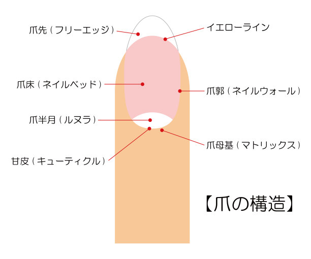 指甲结构插图矢量插图图片下载