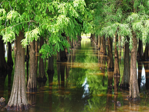 绿树的倒影图片下载
